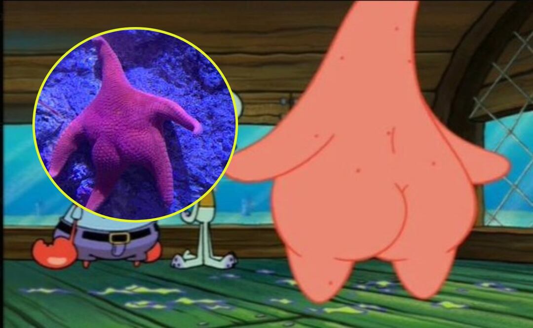 Hallan estrella de mar nalgona durante expedición ¿Se parece a Patricio Estrella?
Imagen: Cocinet