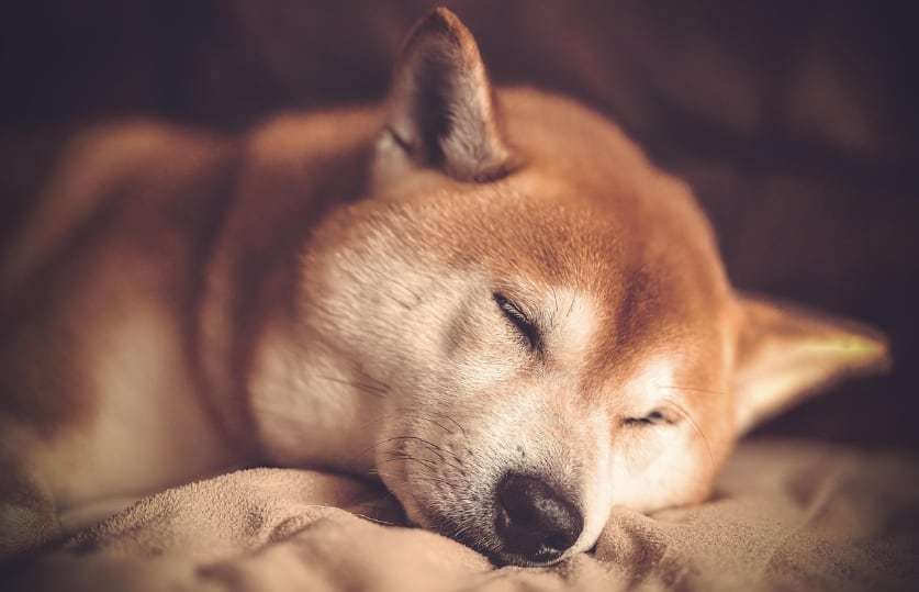 ¿Qué significa la posición de tu perro al dormir? Todo esto te quiere comunicar