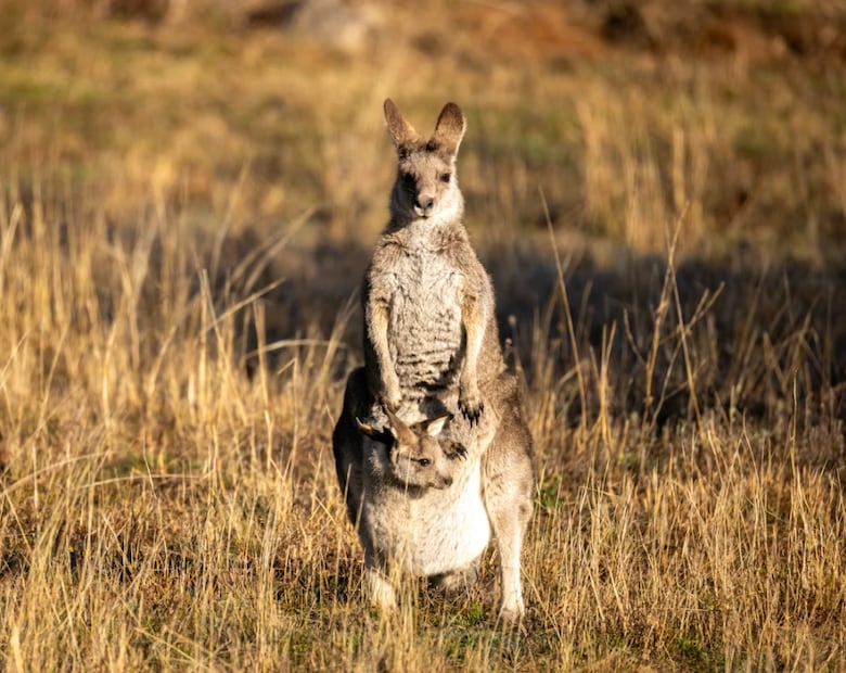 Mamá canguro con su bebé (Foto: Unsplash)