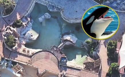 ¿Qué pasó con las orcas tras el cierre de Marineland en Francia?