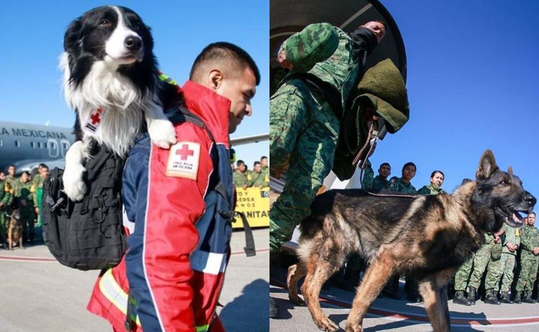 ¡Mucho éxito! Perritos rescatistas mexicanos ya están en Turquía para salvar vidas