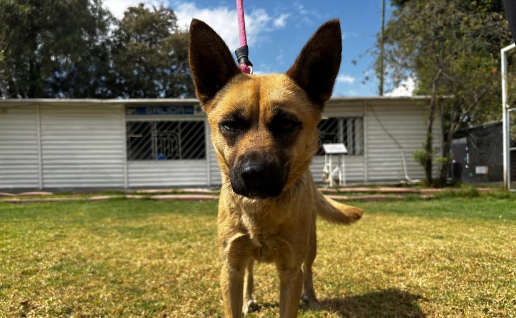 La labor de este centro de cuidado ha llevado a que 107 canes tengan una nueva oportunidad al encontrar hogar Perro del Centro de Transferencia Canina del metro. Foto: Especial