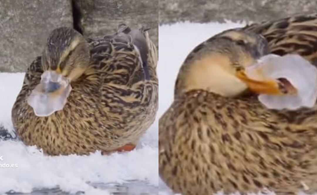 Frío extremo le congela el pico a un patito, esto hizo para salvarse
