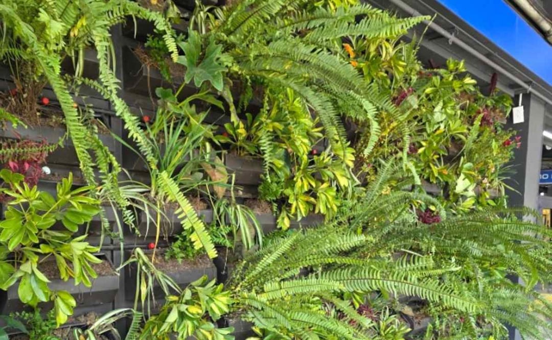 Metro CDMX: Denuncian el mal estado de las plantas y la tierra en el "muro verde" de Villa de Cortés. Foto: (Redes Sociales)