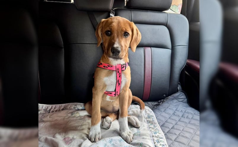 Multas por llevar a tu perro en el auto: ¿Cuánto hay que pagar y cómo se pueden evitar?