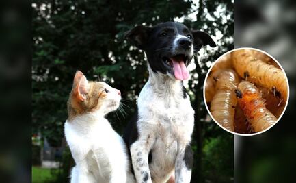 ¿Qué es el gusano barrenador y cómo proteger a mi mascota del peligro?