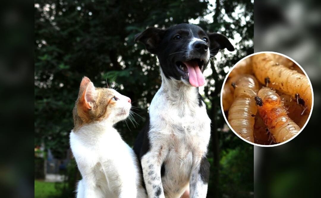 Foto: Unsplash / Redes sociales (¿Qué es el gusano barrenador y cómo proteger a mi mascota del peligro?)