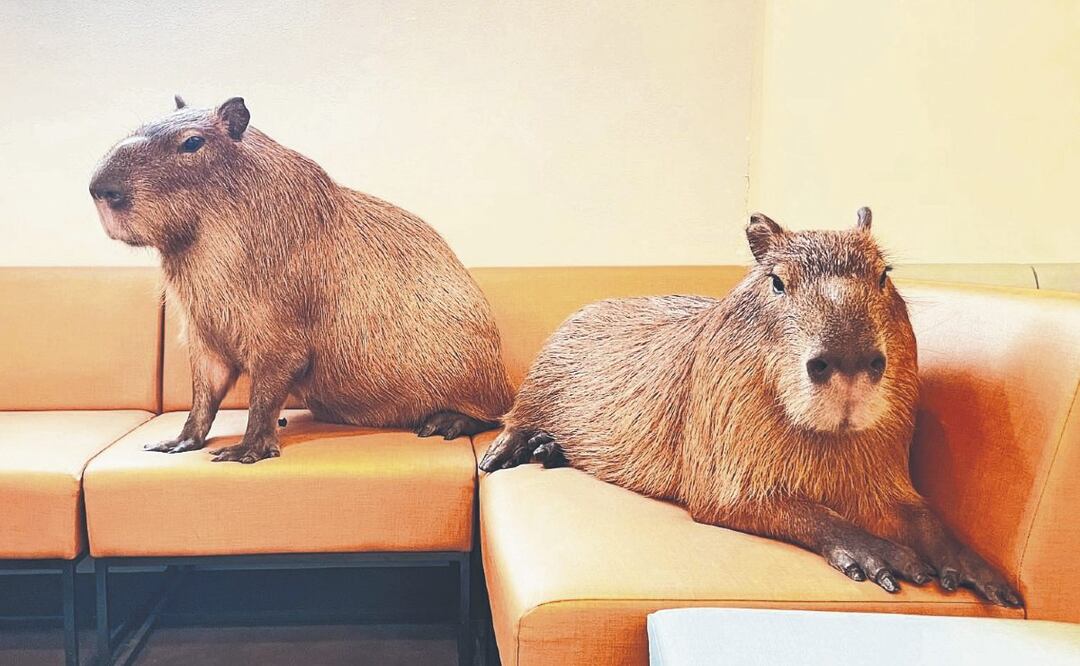 Capibaras en cafeterías de Japón (Foto: Instagram)