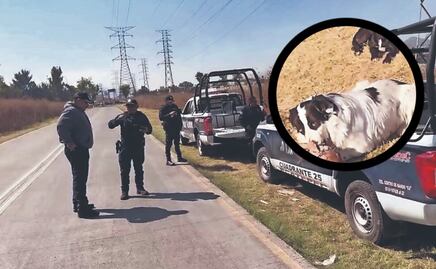 ¡Macabro! Perros callejeros en Ecatepec descubren cráneo humano