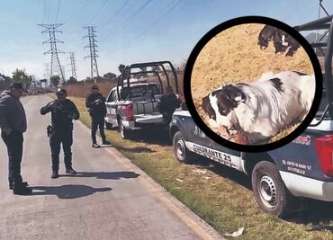 ¡Macabro! Perros callejeros en Ecatepec descubren cráneo humano