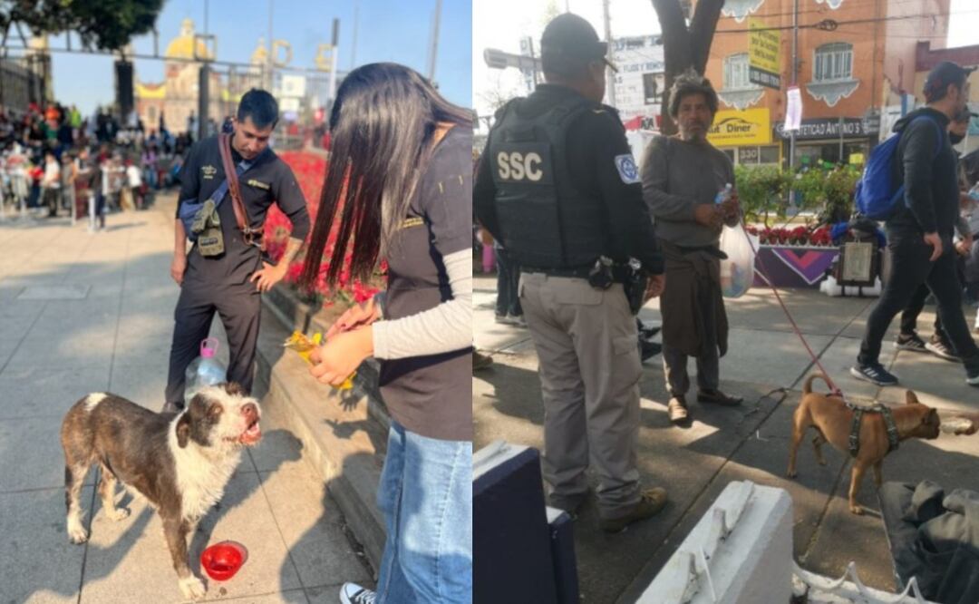 Perritos abandonados en peregrinación a la Basílica de Guadalupe: Autoridades alzan la voz