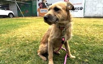 Petfest 2026: Cómo participar en la jornada de adopción de perros del Metro en Campo Marte 