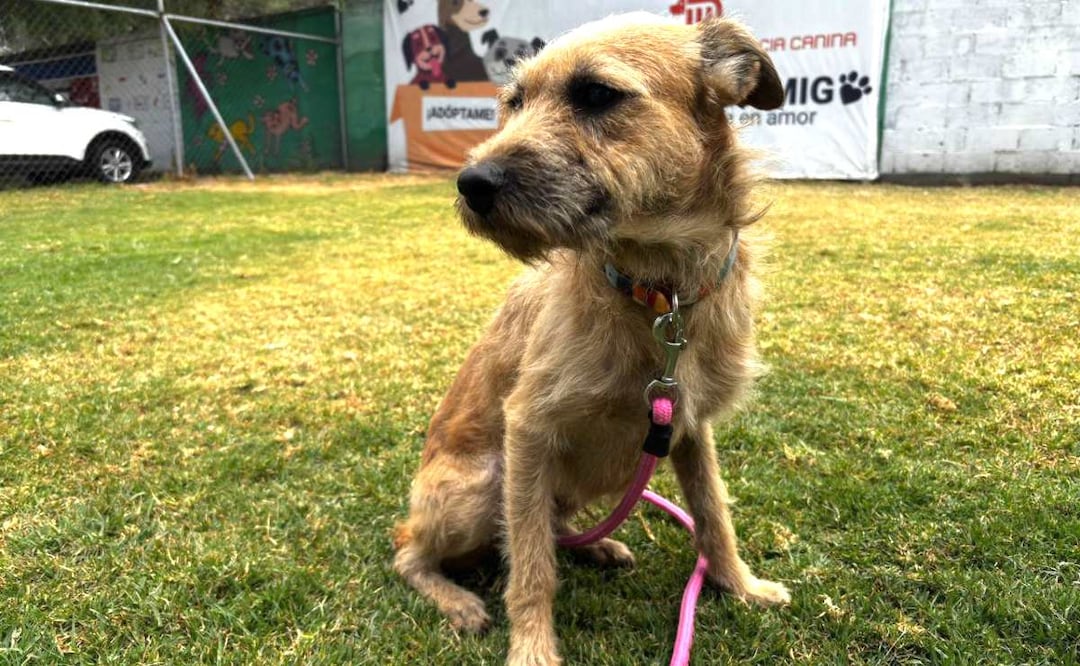 Foto: Especiales (Petfest 2026: Cómo participar en la jornada de adopción de perros del Metro en Campo Marte )