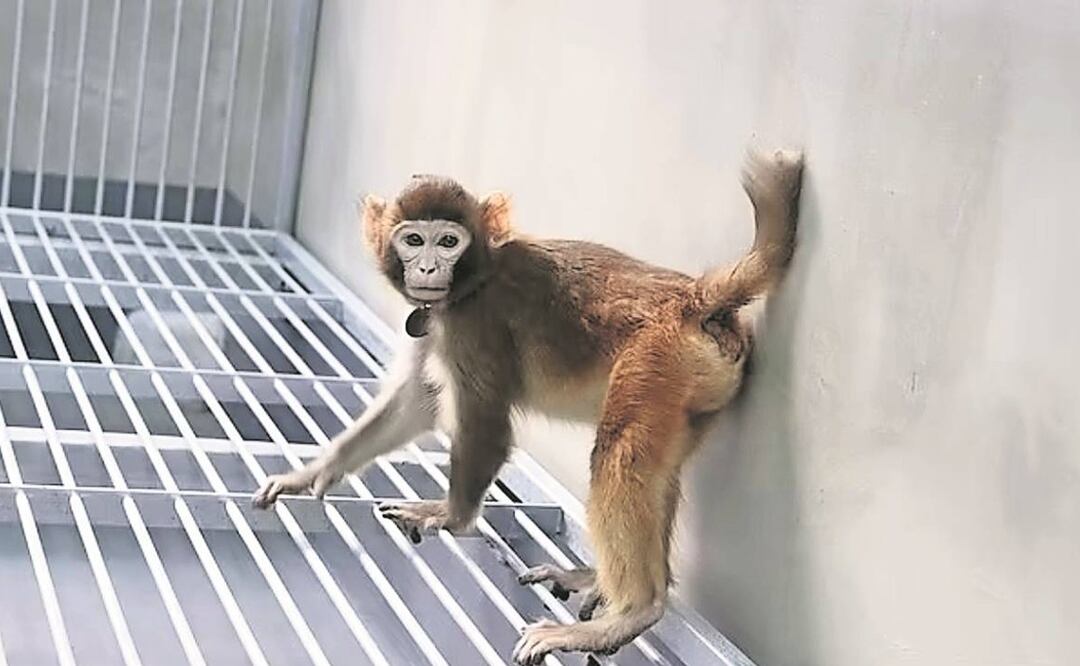Científicos chinos crean mono de laboratorio