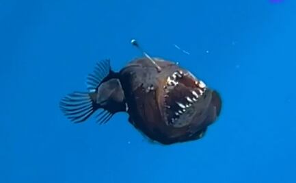 El “Pez Diablo” sorprende por su tamaño tras ser hallado en Tenerife