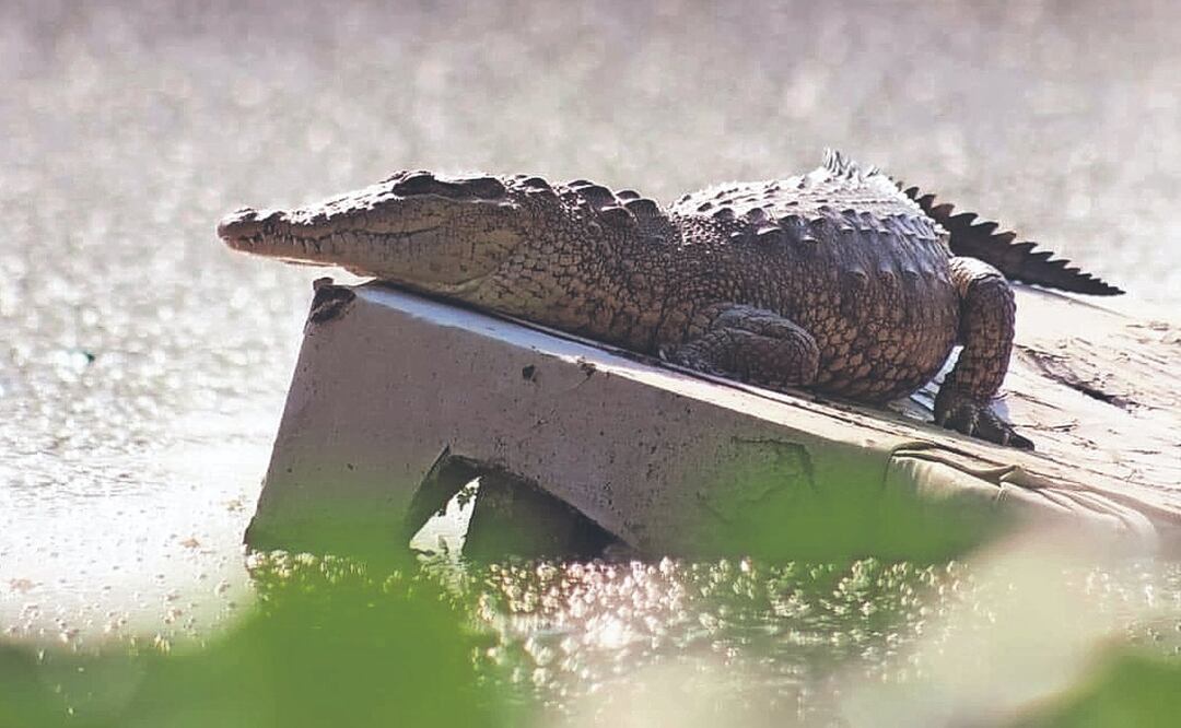 Cocodrilo en laguna La Piedad ha estado ahí por cuatro años y se vuelve atractivo turístico