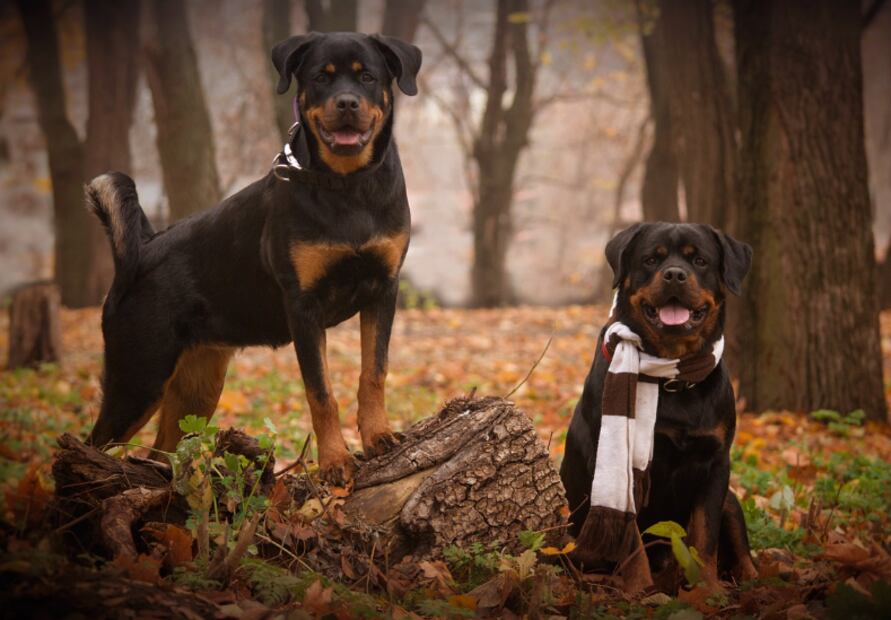 rottweiler (Foto: Pixabay)