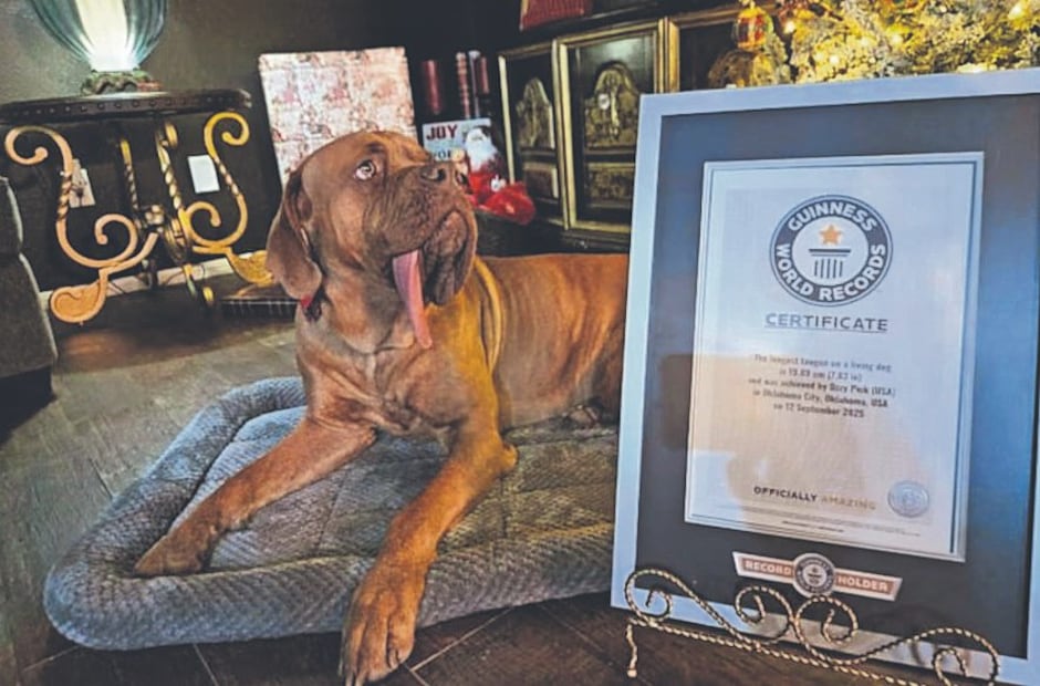 Ozzy es el perro con la lengua más larga del mundo y come un kilo de croquetas al día. Foto: (Guiness World Record)