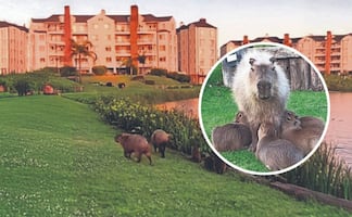 Tribunal falla a favor de los capibaras: Humanos deben adaptarse al hábitat en Buenos Aires