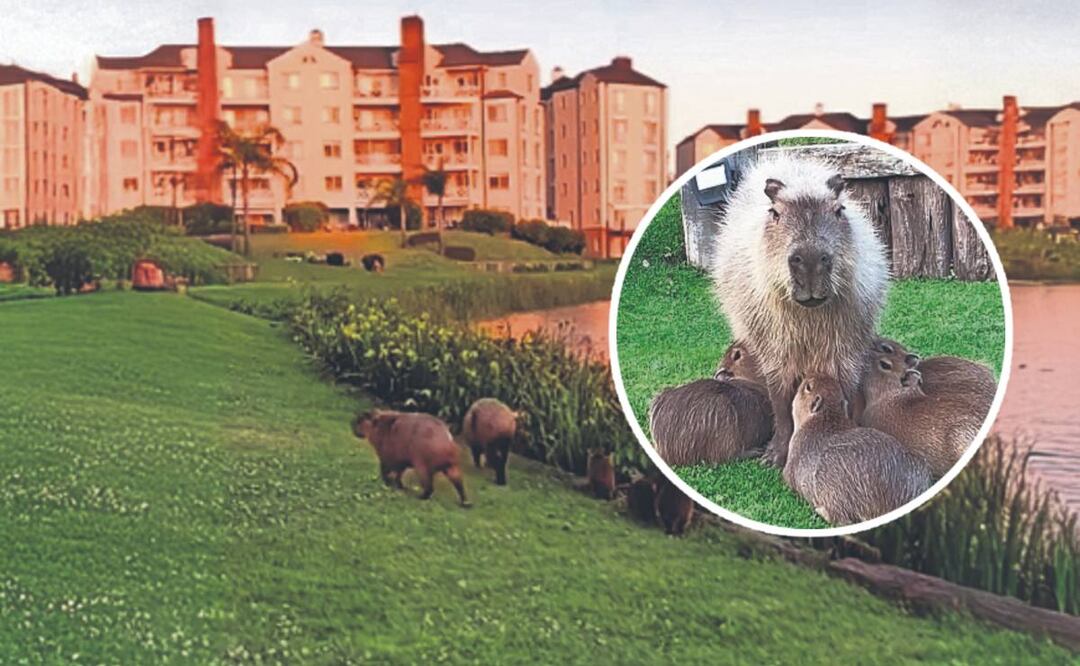 Foto: Especiales 8Tribunal falla a favor de los capibaras: Humanos deben adaptarse al hábitat en Buenos Aires)