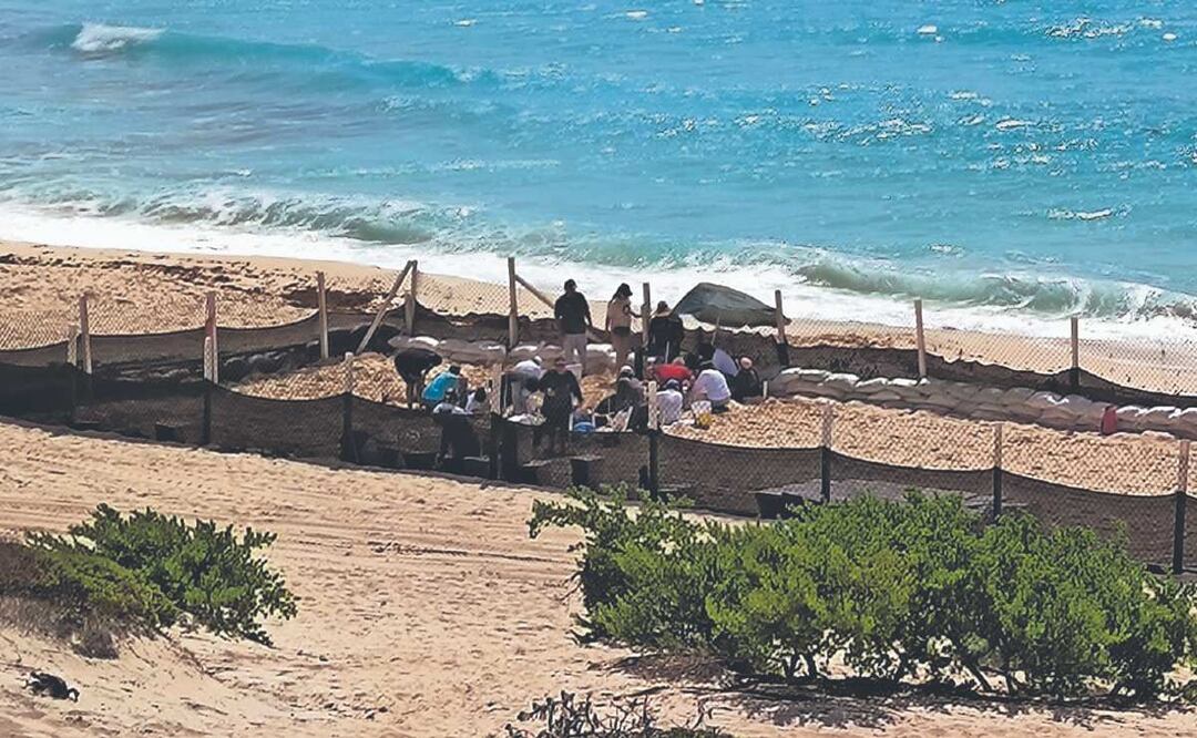 Cuidan los huevos de tortugas marinas en Cancún ante la llegada del huracán “Beryl”