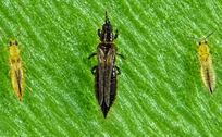 ¡Invasión de trips en CDMX! Crece preocupación por los insectos que provocan ardor en los ojos