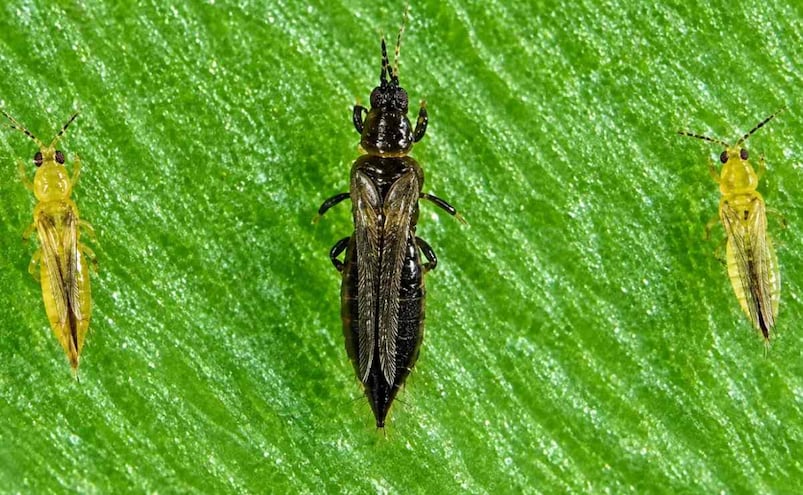¡Invasión de trips en CDMX! Crece preocupación por los insectos que provocan ardor en los ojos