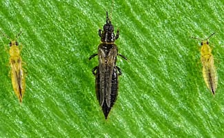 ¡Invasión de trips en CDMX! Crece preocupación por los insectos que provocan ardor en los ojos