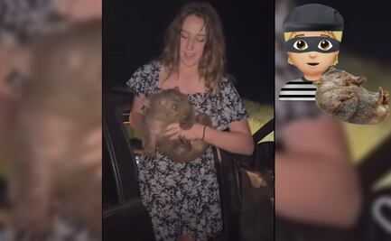 Influencer estadounidense roba un wómbat en Australia y podría ser expulsada del país