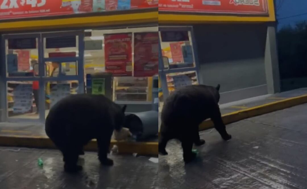 Captan a oso husmeando basura afuera de un Oxxo en Monterrey
