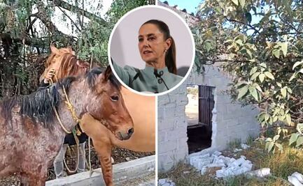 Roban burros y caballos de Burrolandia en Edomex: piden ayuda a Claudia Sheinbaum