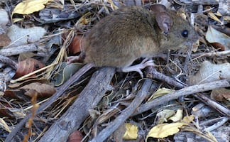¿Hay Hantavirus en México? Todo sobre el roedor portador que es tendencia en Sudamérica