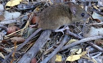 ¿Hay Hantavirus en México? Todo sobre el roedor portador que es tendencia en Sudamérica