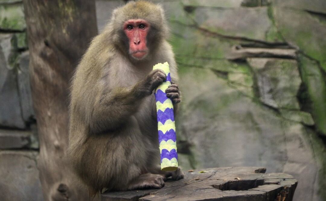 Chimpancé siendo alimentado en el zoológico de Chapultepec.
Imagen: Cuartoscuro