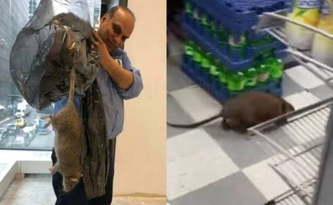 Rata gigante del tamaño de un perro causa asco y terror, en Nueva York