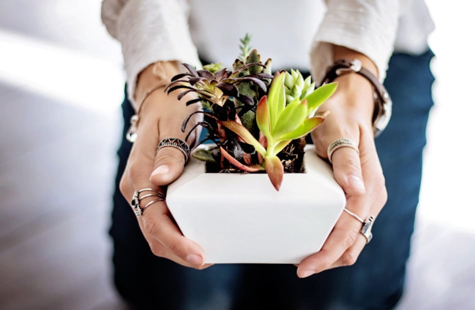 Suculentas (Foto: Pixabay)