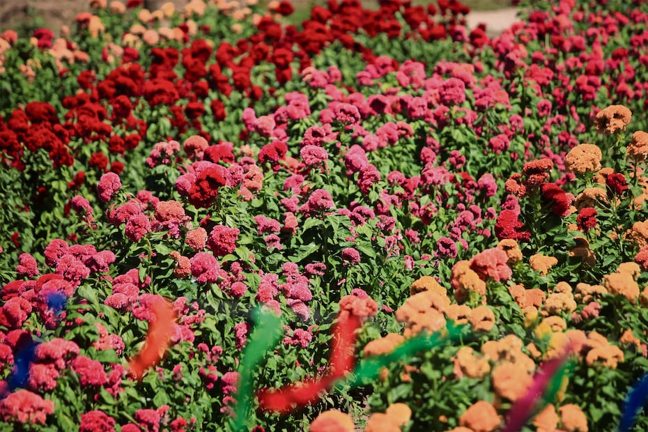 ¡Ni la pandemia los marchitó! Innovan con siete colores de flor de gallo
Foto: EDWIN HERNÁNDEZ. EL GRÁFICO