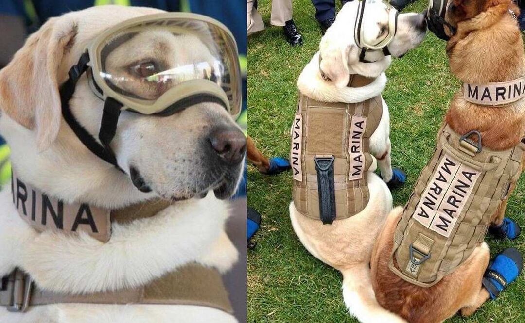 Muere la perrita rescatista Frida, encontró a 55 personas en tragedias y andaba enamorada