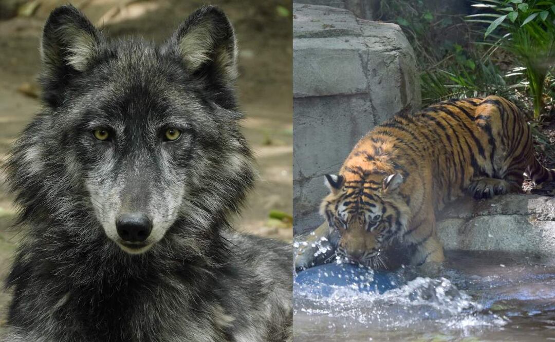 Así es como el eclipse afectará a los animales de los zoológicos en CDMX