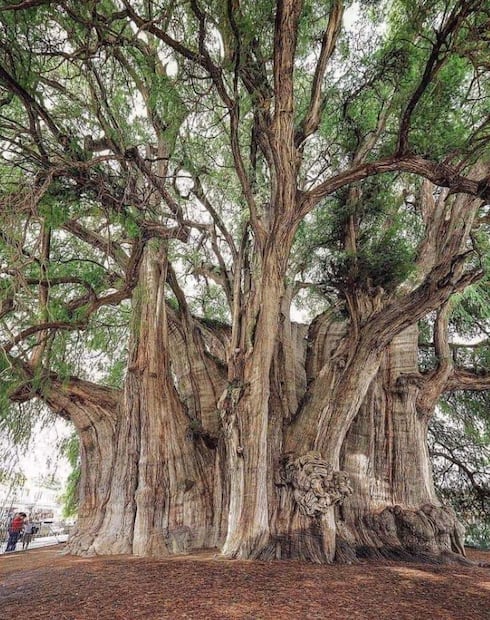 Árbol del Tule (Foto: X)