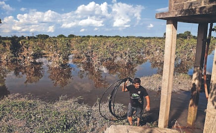 “Jamás se había visto algo así”: lluvias destruyen huertas de naranja en Álamo, Veracruz