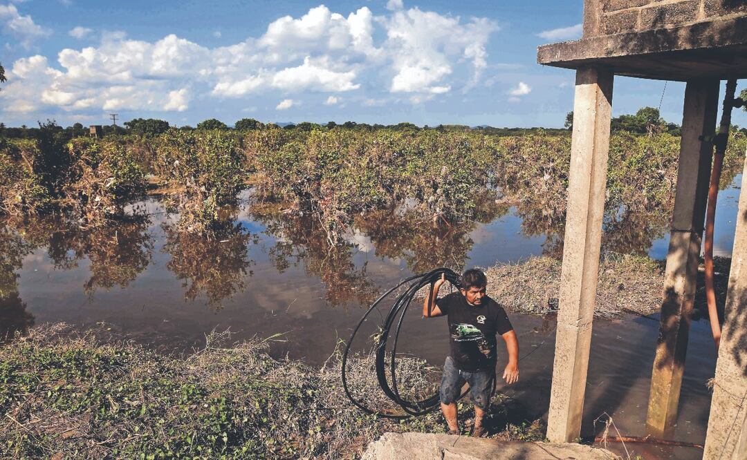 “Jamás se había visto algo así”: lluvias destruyen huertas de naranja en Álamo, Veracruz
Imagen: DIEGO SIMÓN.