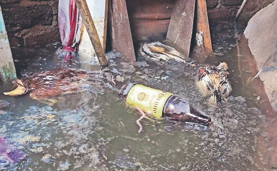 Reportan presencia de gusanos en casas inundadas de Chalco, Edomex