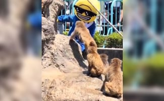 VIDEO: ¡Con Punch NO! Arrestan a turistas que invadieron el recinto del mono más querido de Japón