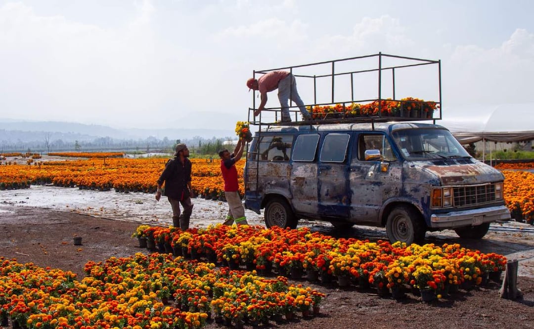 Esperan visita de "El Patrón' a sembradío de cempasúchil en Xochimilco