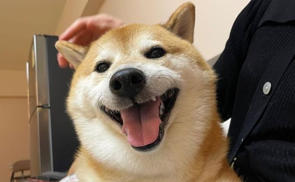 Foto: X  @almagoch (Cheems)