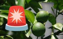 ¿Mucho limón en tus tacos? Especialistas advierten riesgos de consumirlo en exceso