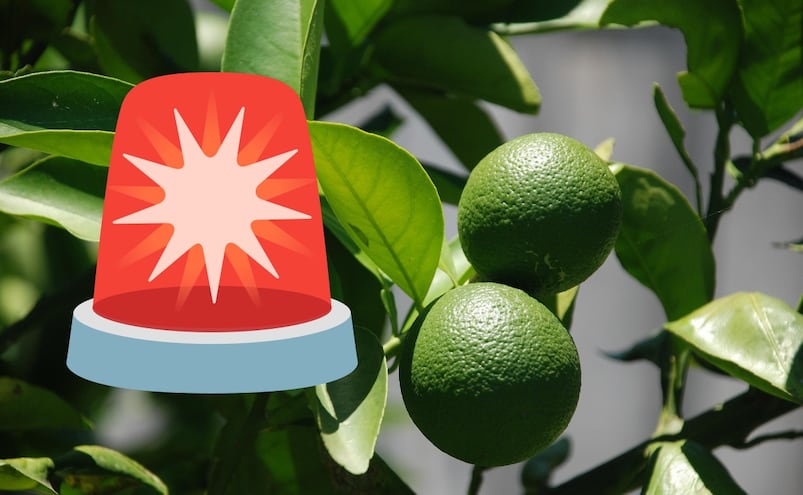 ¿Mucho limón en tus tacos? Especialistas advierten riesgos de consumirlo en exceso