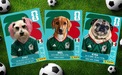 ¿Cómo hacer mi propia estampa del Mundial con mi foto o la de mi mascota? Aquí te decimos paso por paso