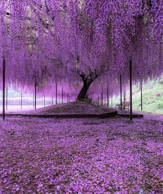 GLICINA, JAPÓN (Foto: X)